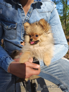 Photo №2 to announcement № 19281 for the sale of german spitz, pomeranian - buy in Netherlands private announcement