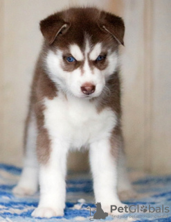 Additional photos: Red blue eyed husky puppies