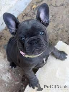 Photo №3. French Bulldog puppies for sale. Netherlands