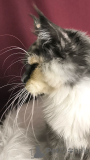 Photo №2 to announcement № 156805 for the sale of maine coon - buy in Netherlands breeder