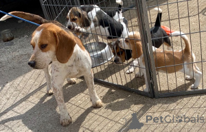 Photo №3. Beagle Puppies. Belgium