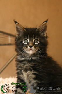 Photo №1. maine coon - for sale in the city of St. Petersburg | 678$ | Announcement № 19506