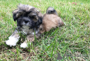Photo №1. shih tzu - for sale in the city of Tampa | Is free | Announcement № 99901