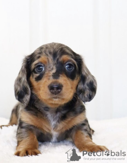 Photo №2 to announcement № 105231 for the sale of dachshund - buy in Germany breeder