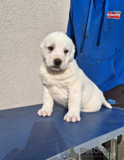 Photo №3. Central Asian Shepherd puppies. Serbia