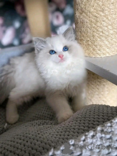 Photo №2 to announcement № 137224 for the sale of ragdoll - buy in Germany breeder