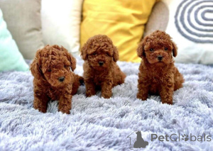Photo №1. poodle (toy) - for sale in the city of Esbjorg | negotiated | Announcement № 169967
