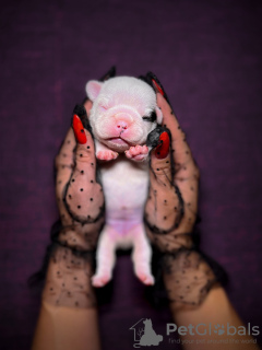 Additional photos: French Bulldog puppies