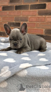 Photo №2 to announcement № 115819 for the sale of french bulldog - buy in Germany private announcement