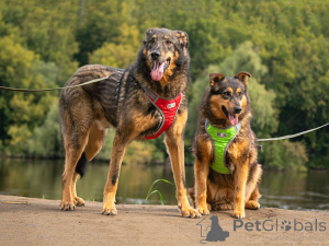 Photo №1. non-pedigree dogs - for sale in the city of Moskova | Is free | Announcement № 152308