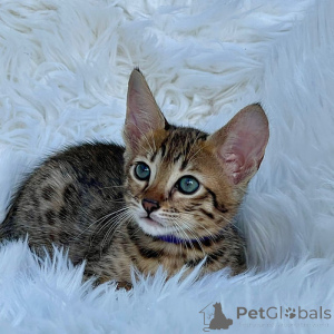 Photo №1. savannah cat - for sale in the city of Штутгарт | negotiated | Announcement № 138280