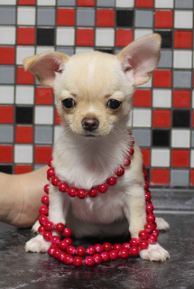 Photo №1. chihuahua - for sale in the city of Москва | 731$ | Announcement № 5753