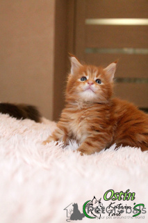 Photo №3. Maine Coon Ostin. Russian Federation