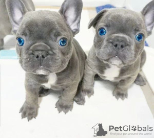Photo №1. french bulldog - for sale in the city of Linköping | 317$ | Announcement № 53723