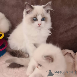 Additional photos: Gccf registered Ragdoll kittens with full pedigree