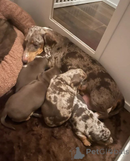 Photo №4. I will sell dachshund in the city of Anderu.  - price - Is free