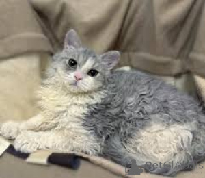 Photo №4. I will sell selkirk rex longhair in the city of Paris. private announcement, breeder - price - 516$