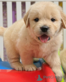 Photo №3. Golden Retriever puppies.. Finland