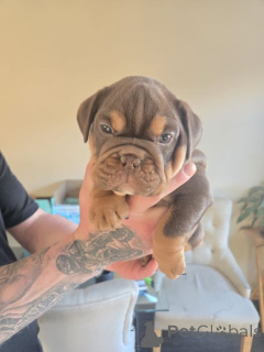 Photo №2 to announcement № 167817 for the sale of english bulldog - buy in Belgium from nursery
