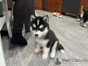 Photo №2 to announcement № 93076 for the sale of siberian husky - buy in Netherlands private announcement