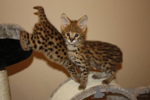 Photo №1. savannah cat - for sale in the city of Bristol | 1057$ | Announcement № 99684