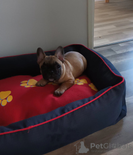 Photo №2 to announcement № 45916 for the sale of french bulldog - buy in Finland private announcement