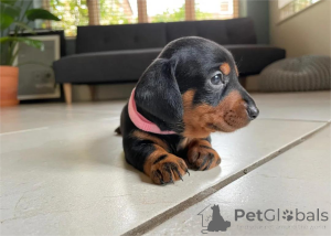 Photo №1. dachshund - for sale in the city of GINSHEIM-GUSTAVSBURG | 361$ | Announcement № 154953