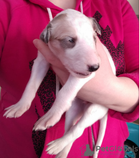 Additional photos: Russian greyhound puppies from kennel