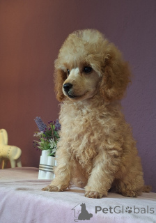 Photo №3. Toy poodle/miniature. Belarus