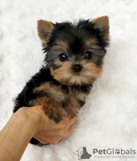 Photo №1. yorkshire terrier - for sale in the city of Orlando | Is free | Announcement № 11724