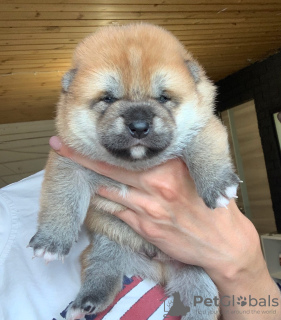 Photo №1. shiba inu - for sale in the city of Kazan | negotiated | Announcement № 8025