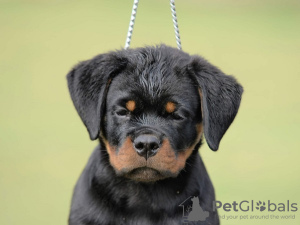 Photo №1. rottweiler - for sale in the city of Нови Сад | negotiated | Announcement № 70599