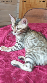 Photo №4. I will sell bengal cat in the city of St. Petersburg. from nursery - price - 333$