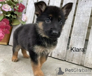 Photo №4. I will sell german shepherd in the city of Berlin.  - price - negotiated