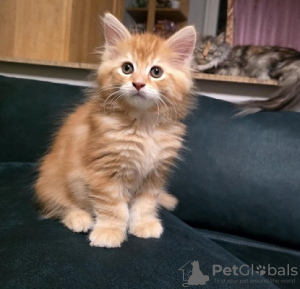 Photo №1. maine coon - for sale in the city of Birmingham | negotiated | Announcement № 122966