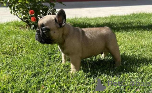 Additional photos: French bulldog puppies for sale