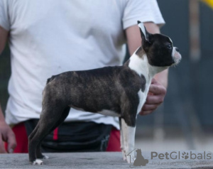 Photo №1. boston terrier - for sale in the city of Belgrade | negotiated | Announcement № 111237