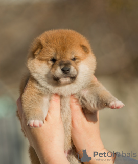 Photo №4. I will sell shiba inu in the city of Minsk. from nursery - price - negotiated