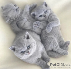 Photo №1. british shorthair - for sale in the city of Munich | 264$ | Announcement № 105199
