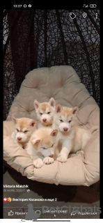Photo №2 to announcement № 8875 for the sale of siberian husky - buy in Ukraine private announcement