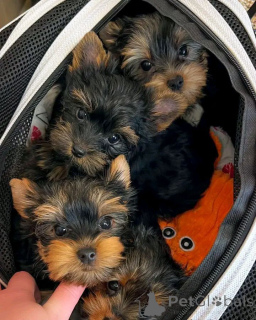 Photo №2 to announcement № 162687 for the sale of yorkshire terrier - buy in Poland breeder