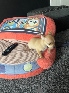 Photo №4. I will sell non-pedigree dogs in the city of Bergen Op Zoom. private announcement - price - negotiated