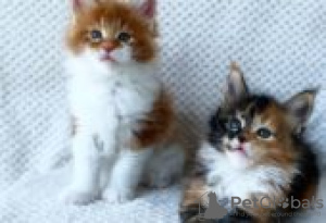 Photo №1. maine coon - for sale in the city of Taivassalo | Is free | Announcement № 128522