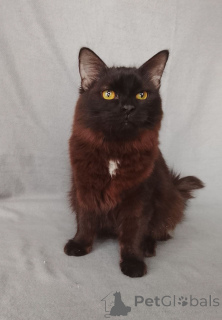 Photo №1.  - for sale in the city of Moscow river | Is free | Announcement № 164495