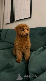 Photo №2 to announcement № 126854 for the sale of poodle (toy) - buy in France breeder