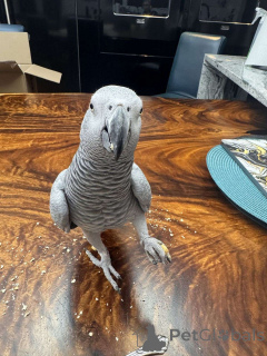 Photo №1.  - for sale in the city of Berlin | Is free | Announcement № 162289