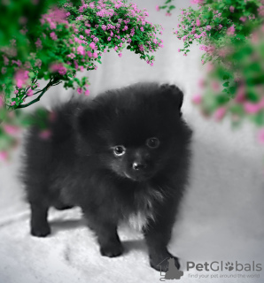 Photo №1. pomeranian - for sale in the city of St. Petersburg | 0$ | Announcement № 43412
