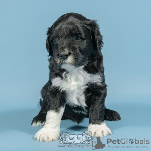 Photo №1. portuguese water dog - for sale in the city of Evora | negotiated | Announcement № 98481