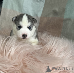 Photo №1. siberian husky - for sale in the city of Secaucus | 250$ | Announcement № 108612