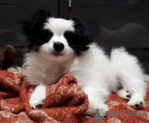 Photo №3. Healthy vaccinated Papillon Dog puppies for sale now. Netherlands